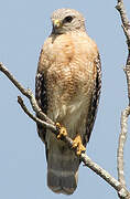 Red-shouldered Hawk