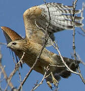 Red-shouldered Hawk