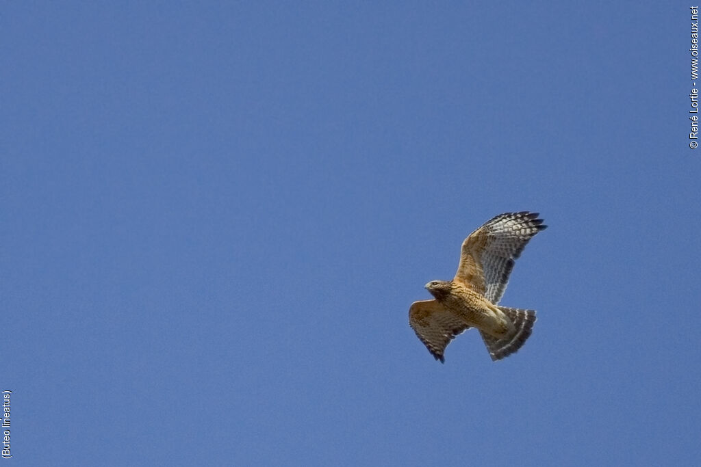 Red-shouldered Hawk