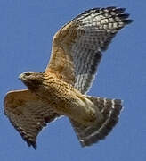 Red-shouldered Hawk