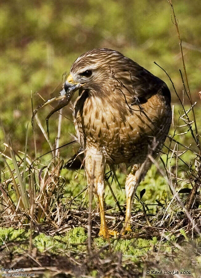 Red-shouldered Hawkimmature, close-up portrait, fishing/hunting, eats