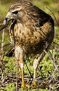 Red-shouldered Hawk