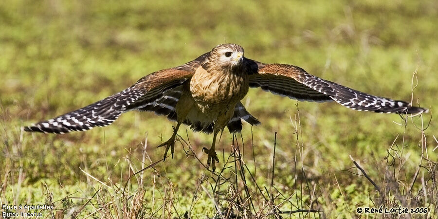 Red-shouldered Hawk