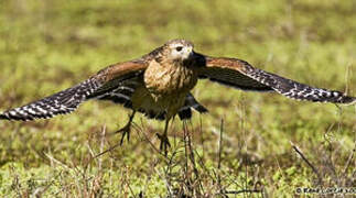 Red-shouldered Hawk