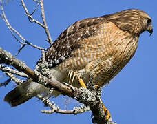 Red-shouldered Hawk