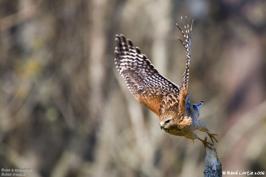 Red-shouldered Hawk