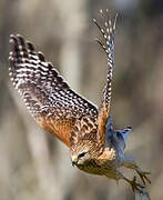 Red-shouldered Hawk