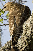 Red-shouldered Hawk