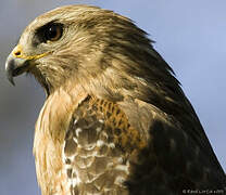 Red-shouldered Hawk