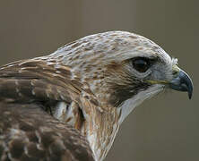 Red-tailed Hawk