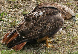 Red-tailed Hawk