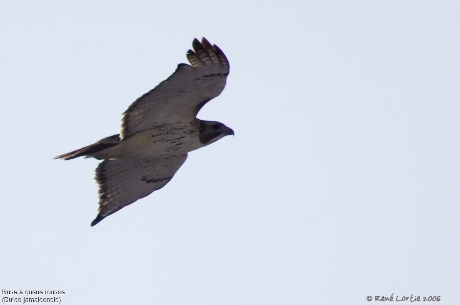 Red-tailed Hawk