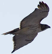 Red-tailed Hawk