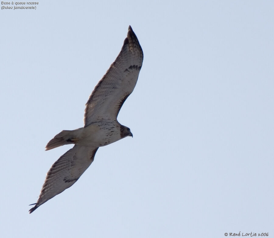 Red-tailed Hawk