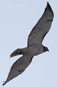 Red-tailed Hawk