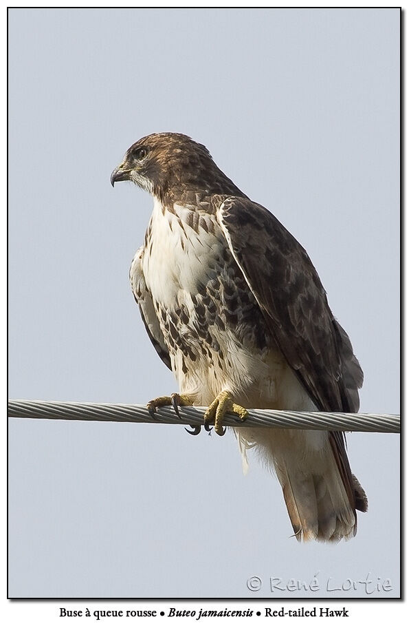 Red-tailed Hawk