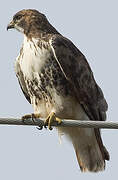 Red-tailed Hawk