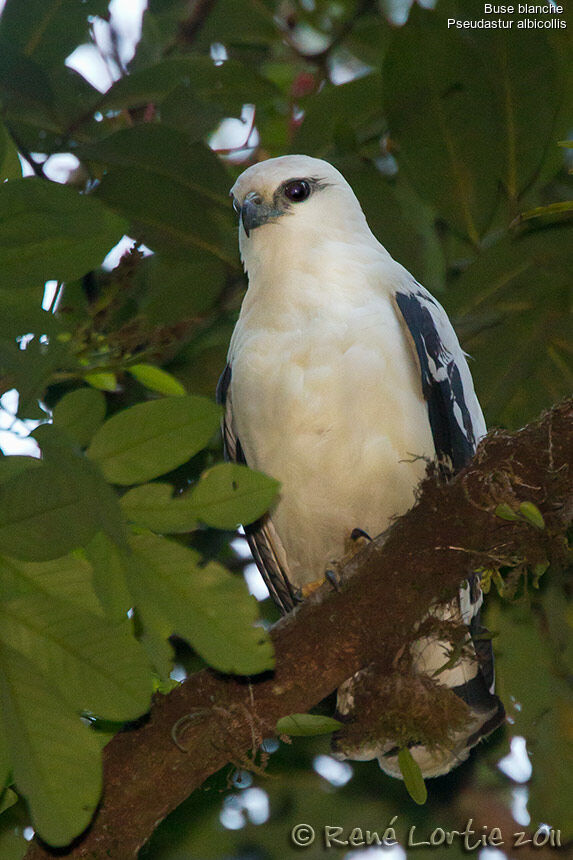 Buse blancheadulte, identification