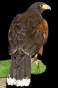 Harris's Hawk