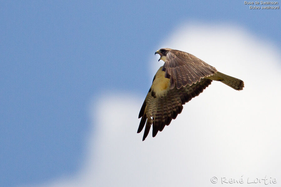 Swainson's Hawkadult, identification, Flight, Behaviour