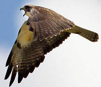 Swainson's Hawk