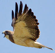 Swainson's Hawk