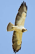 Swainson's Hawk