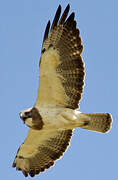 Swainson's Hawk