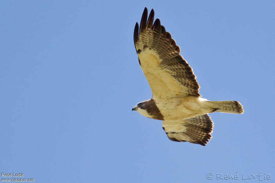 Swainson's Hawkadult, Flight