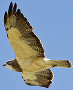 Swainson's Hawk