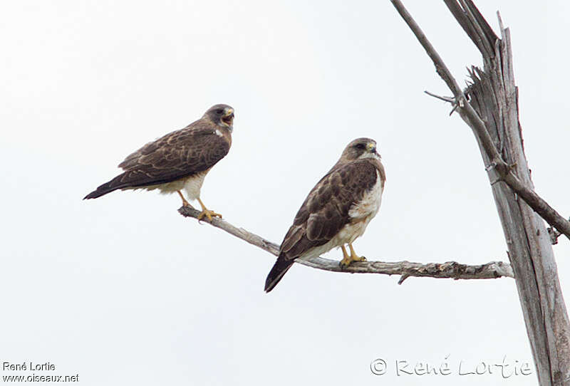 Swainson's Hawkadult breeding