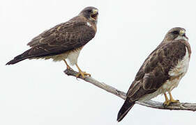 Swainson's Hawk