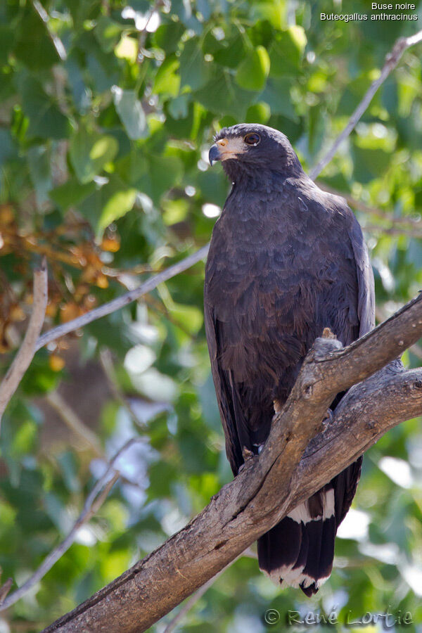 Common Black Hawkadult, identification