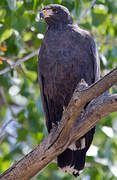 Common Black Hawk