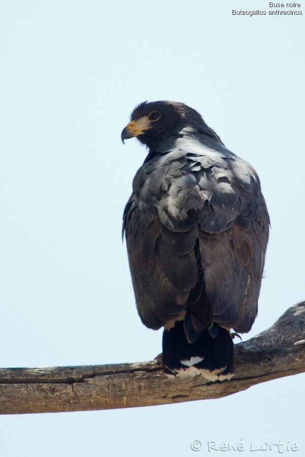 Common Black Hawkadult, identification