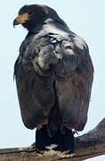 Common Black Hawk