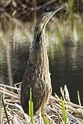 American Bittern