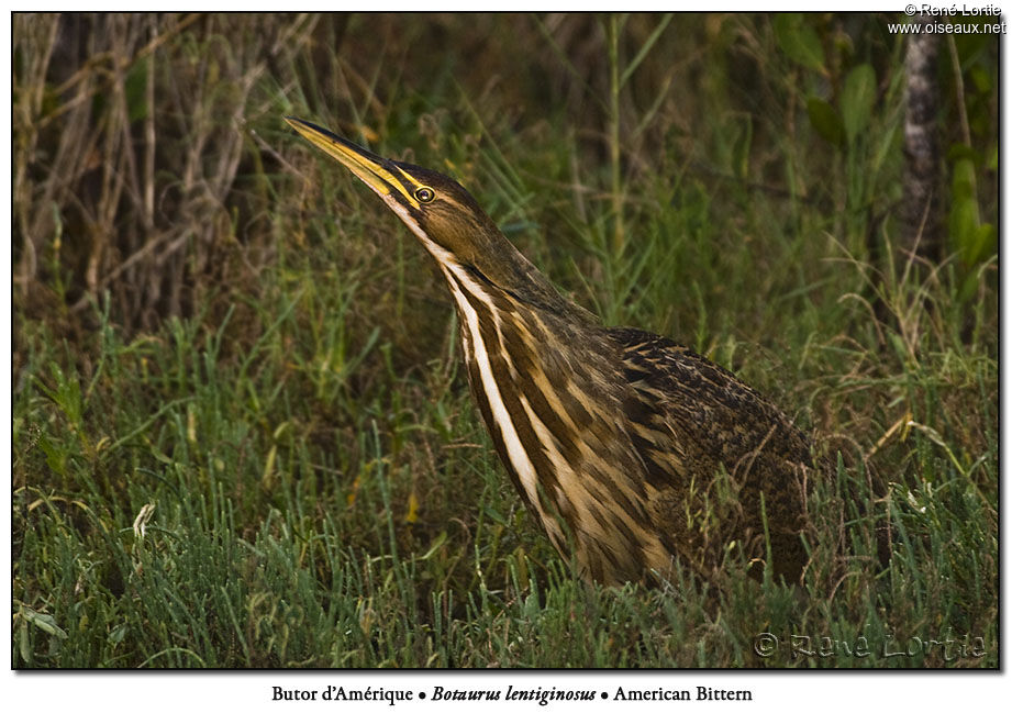 American Bittern