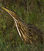 American Bittern