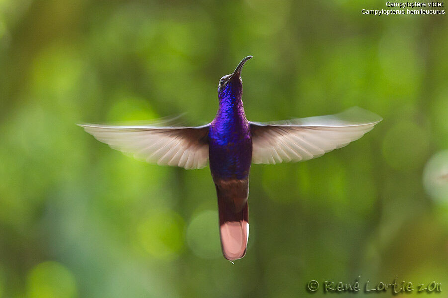 Violet Sabrewing male adult, Flight