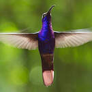 Campyloptère violet