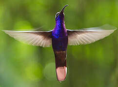 Violet Sabrewing