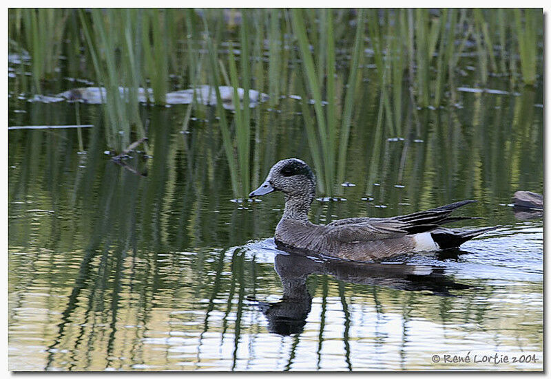 American Wigeon