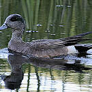 Canard à front blanc