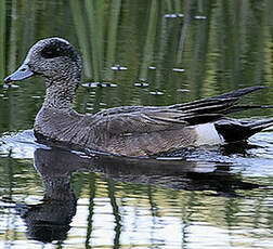 Canard à front blanc