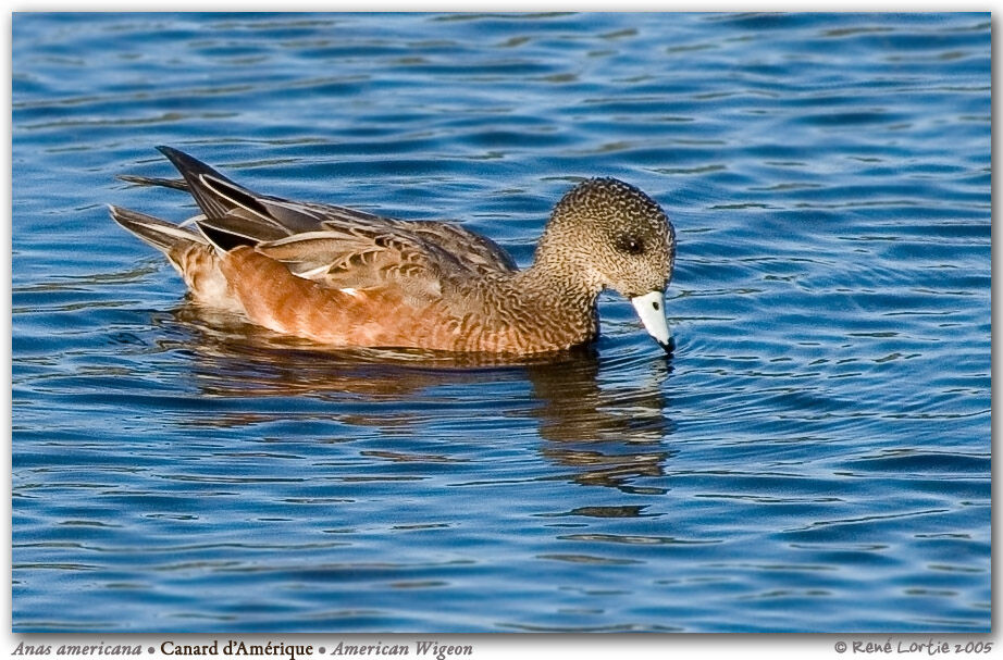 Canard à front blanc