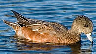 Canard à front blanc