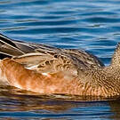 Canard à front blanc