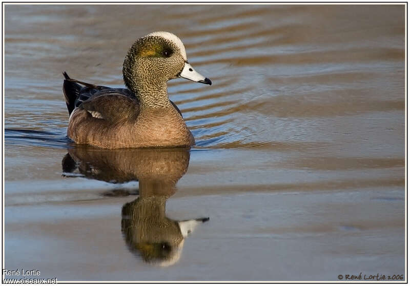 American Wigeon male Second year