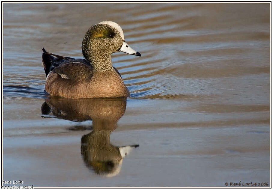 Canard à front blanc mâle 2ème année